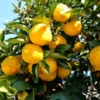 Yuzu Starter Plants-Yuzu Citrus Fruit Plants-Lemon Tree - 2-Plant Pot - 3-5 Inches Tall - Citrus Tree