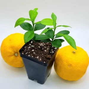 Yuzu Starter Plants-Yuzu Citrus Fruit Plants-Lemon Tree - 2-Plant Pot - 3-5 Inches Tall - Citrus Tree