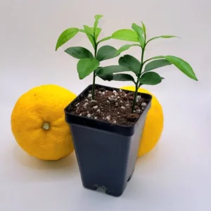 Yuzu Starter Plants-Yuzu Citrus Fruit Plants-Lemon Tree - 2-Plant Pot - 3-5 Inches Tall - Citrus Tree