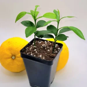 Yuzu Starter Plants-Yuzu Citrus Fruit Plants-Lemon Tree - 2-Plant Pot - 3-5 Inches Tall - Citrus Tree