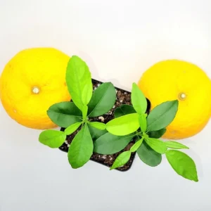 Yuzu Starter Plants-Yuzu Citrus Fruit Plants-Lemon Tree - 2-Plant Pot - 3-5 Inches Tall - Citrus Tree