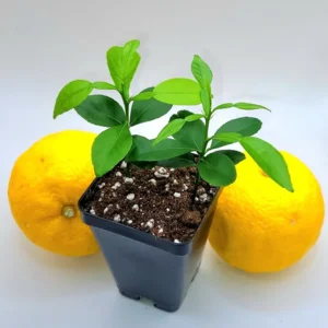 Yuzu Starter Plants-Yuzu Citrus Fruit Plants-Lemon Tree - 2-Plant Pot - 3-5 Inches Tall - Citrus Tree