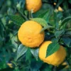 Yuzu Tree Live Plant -Yuzu Citrus Fruit Tree- Lemon Tree 8-12 Inches Tall - Healthy Citrus Tree