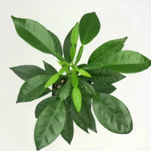 Yuzu Tree Live Plant -Yuzu Citrus Fruit Tree- Lemon Tree 8-12 Inches Tall - Healthy Citrus Tree