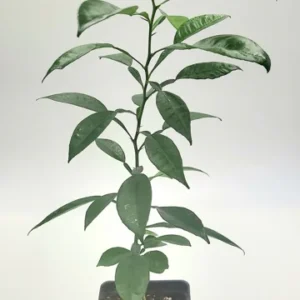 Yuzu Tree Live Plant -Yuzu Citrus Fruit Tree- Lemon Tree 8-12 Inches Tall - Healthy Citrus Tree
