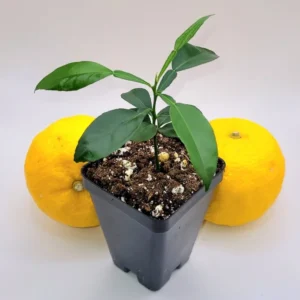 Yuzu Tree Seedling --Yuzu Citrus Fruit Tree- Lemon Tree 3-5 Inches Tall - Citrus Plant