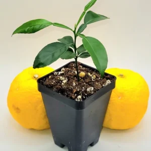 Yuzu Tree Seedling --Yuzu Citrus Fruit Tree- Lemon Tree 3-5 Inches Tall - Citrus Plant