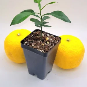 Yuzu Tree Seedling --Yuzu Citrus Fruit Tree- Lemon Tree 3-5 Inches Tall - Citrus Plant