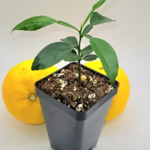 Yuzu Tree Seedling --Yuzu Citrus Fruit Tree- Lemon Tree 3-5 Inches Tall - Citrus Plant