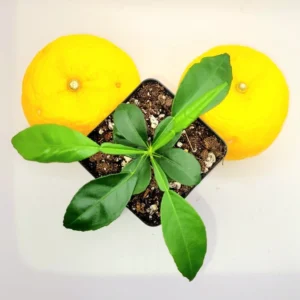 Yuzu Tree Seedling --Yuzu Citrus Fruit Tree- Lemon Tree 3-5 Inches Tall - Citrus Plant