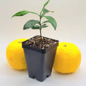 Yuzu Tree Seedling --Yuzu Citrus Fruit Tree- Lemon Tree 3-5 Inches Tall - Citrus Plant