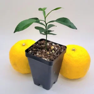 Yuzu Tree Seedling --Yuzu Citrus Fruit Tree- Lemon Tree 3-5 Inches Tall - Citrus Plant