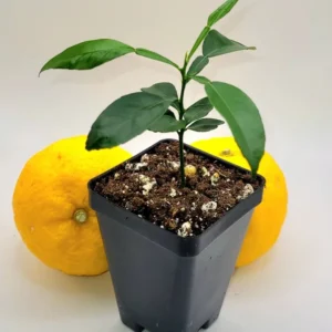 Yuzu Tree Seedling --Yuzu Citrus Fruit Tree- Lemon Tree 3-5 Inches Tall - Citrus Plant