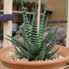 Zebra Plant Haworthia fasciata - 2.5 Inch Pot - Unique Succulent