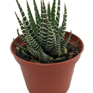 Zebra Plant Haworthia fasciata - 2.5 Inch Pot - Unique Succulent