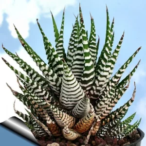 Zebra Plant Haworthia fasciata - 2.5 Inch Pot - Unique Succulent