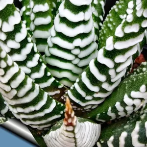 Zebra Plant Haworthia fasciata - 2.5 Inch Pot - Unique Succulent