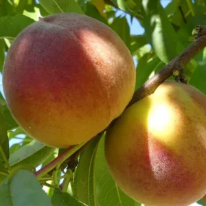 Zee Lady Peach Tree Red Peach Seedling 7-12 inch Starter Plant