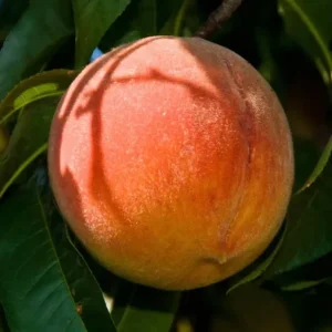 Zee Lady Peach Tree Red Peach Seedling 7-12 inch Starter Plant