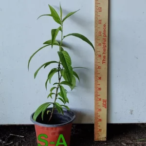 Zee Lady Peach Tree Red Peach Seedling 7-12 inch Starter Plant
