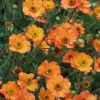 Orange Geum Live Plant - 3" Pot - Perennial Flower for Hummingbirds - Easy Plant Finder - Best place plant finder online