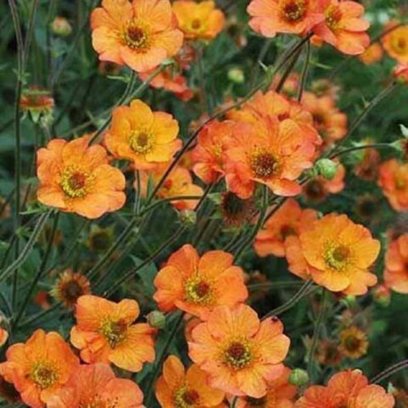 Orange Geum Live Plant - 3" Pot - Perennial Flower for Hummingbirds