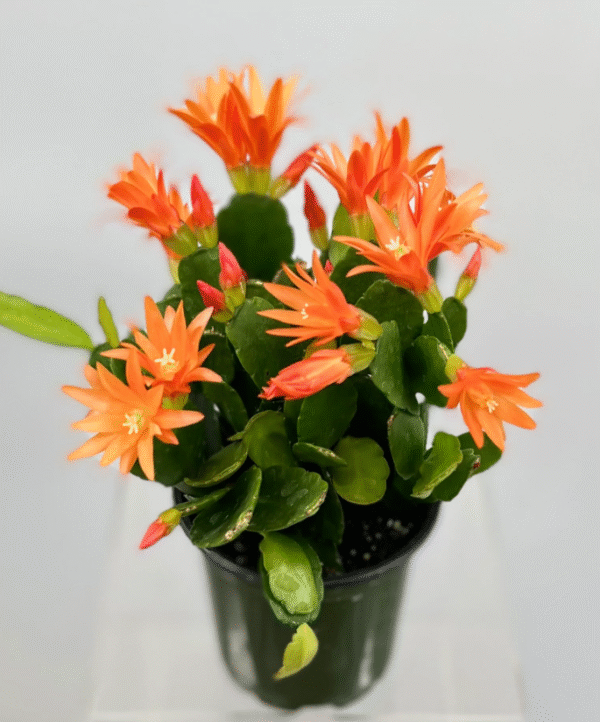 Easter Cactus Plant - Spring Cactus Orange Plant - 3.5" Nursery Pot - Ship No Pot