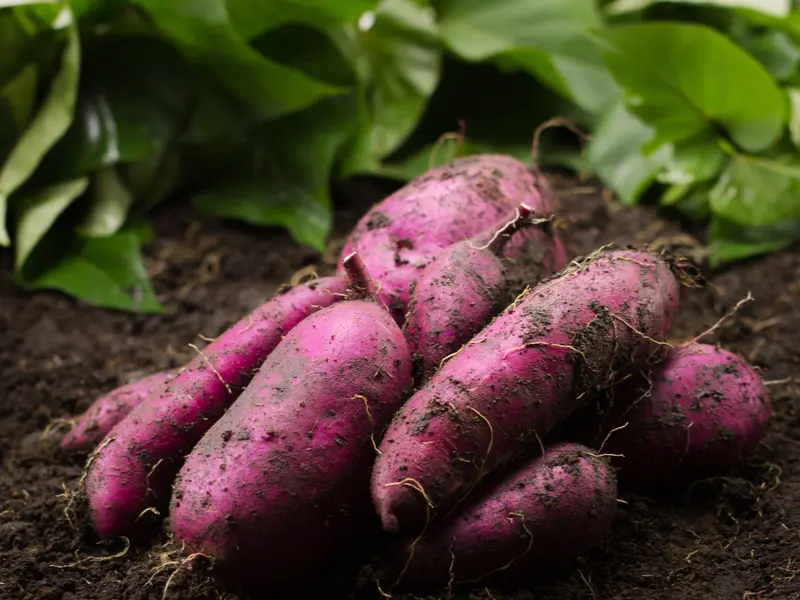 sweet potatoes slips