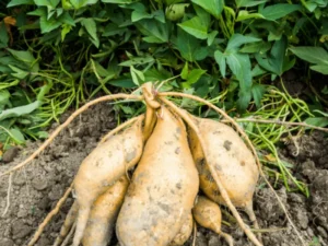 sweet potatoes