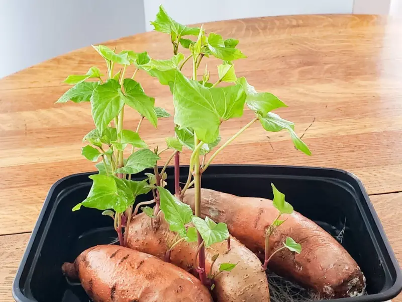 white sweet potatoes slips