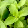 1" Plug Stevia Rebaudiana Herb Plant - Live Starter Plug - Edible Sweetleaf