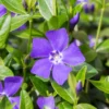 100 Periwinkle Plants Ground Cover - Vinca Minor Bare Root - Blue & Green Evergreen Vines