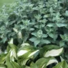 2 Catnip Live Plants - Nepeta Cataria Plant Potted Herb for Cats