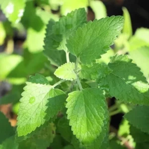 2 Catnip Live Plants - Nepeta Cataria Plant Potted Herb for Cats