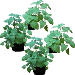 2 Catnip Live Plants - Nepeta Cataria Plant Potted Herb for Cats