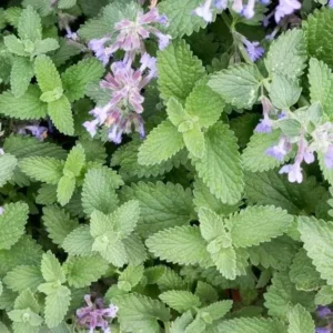 2 Catnip Live Plants - Nepeta Cataria Plant Potted Herb for Cats