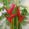 2 Heliconia Iris Rhizomes - Rare Red False Bird of Paradise Roots - Ready To Grow Tuber