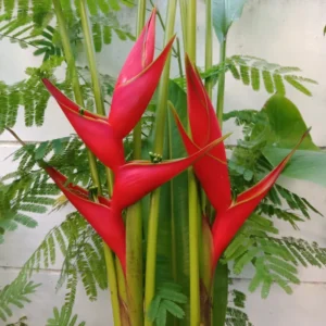 2 Heliconia Iris Rhizomes - Rare Red False Bird of Paradise Roots - Ready To Grow Tuber