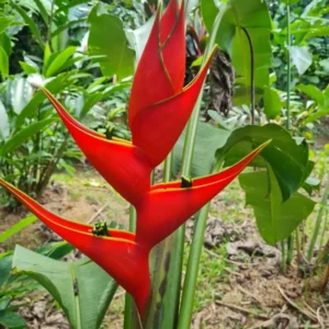 2 Heliconia Iris Rhizomes - Rare Red False Bird of Paradise Roots - Ready To Grow Tuber