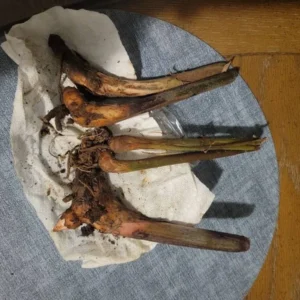 2 Heliconia Iris Rhizomes - Rare Red False Bird of Paradise Roots - Ready To Grow Tuber