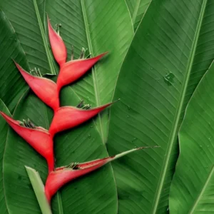 2 Heliconia Iris Rhizomes - Rare Red False Bird of Paradise Roots - Ready To Grow Tuber