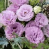 2 Plant Grace 1 Lavender Lisianthus Live Plant- Well Rooted Plugs - Wonderful Color Collections