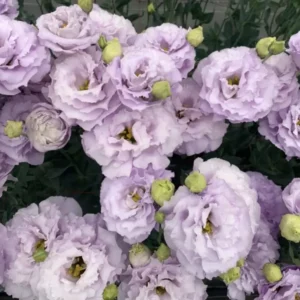 2 Plant Grace 1 Lavender Lisianthus Live Plant- Well Rooted Plugs - Wonderful Color Collections