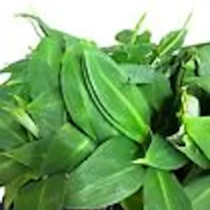 3 Banana Tree Musa Gran Nain Starter Plant - Fruit Tree - Homestead Ready