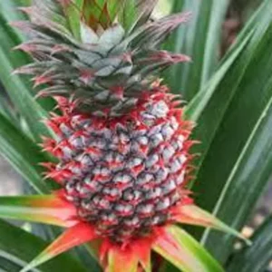 3 Florida Special Pineapple Plant Starter - Bare Root Fruit Plants Ananas Colossus