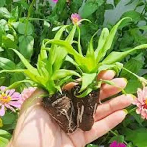 3 Florida Special Pineapple Plant Starter - Bare Root Fruit Plants Ananas Colossus