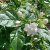 3 Pk Sambac Jasmine Plant - 2 Inch Size - Fragrant Flowers