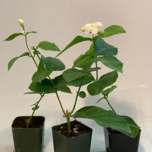 3 Pk Sambac Jasmine Plant - 2 Inch Size - Fragrant Flowers