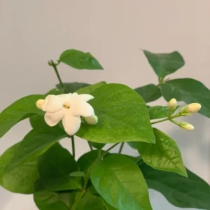 3 Pk Sambac Jasmine Plant - 2 Inch Size - Fragrant Flowers