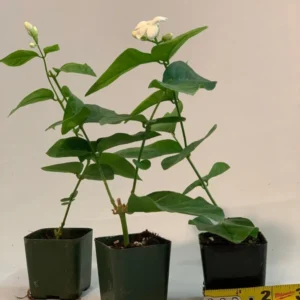 3 Pk Sambac Jasmine Plant - 2 Inch Size - Fragrant Flowers